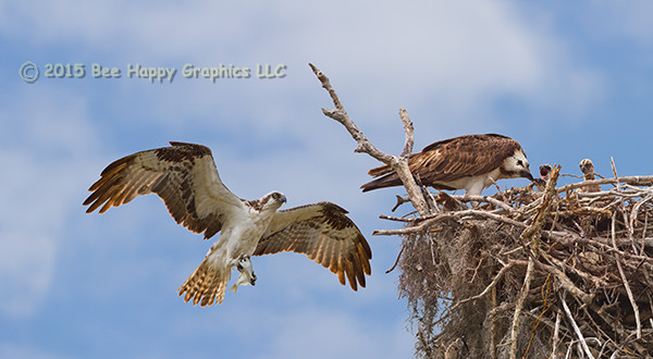 An osprey brings a fish back to the nest as the other parent tries to feed three chicks.