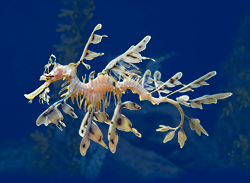 Leafy Sea Dragon