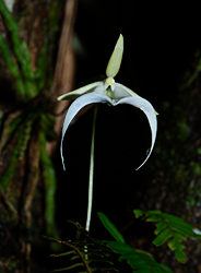 Ghost Orchid