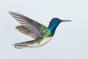 White-necked jacobin