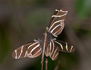 Image of Zebra Longwing butterflies