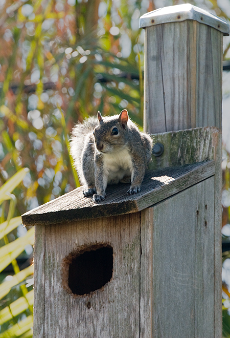 Squirrel on owl nestbox