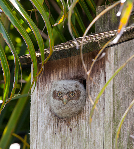 Baby screech owl in our backyard nestbox