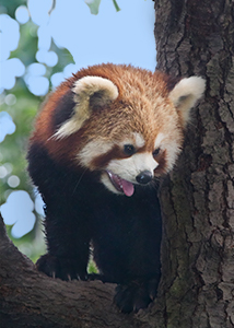 Red Panda