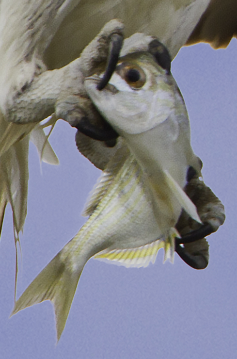 Identify fish in "Osprey Family" image