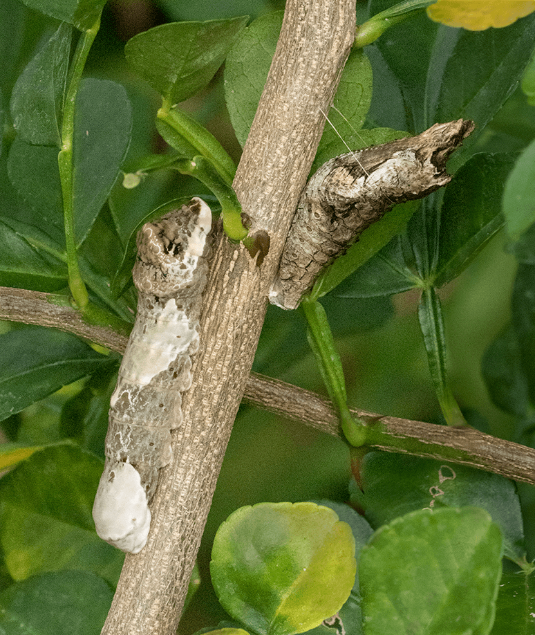 Larger Caterpillar and Chrysalis of Giant Swallowtail Butterfly