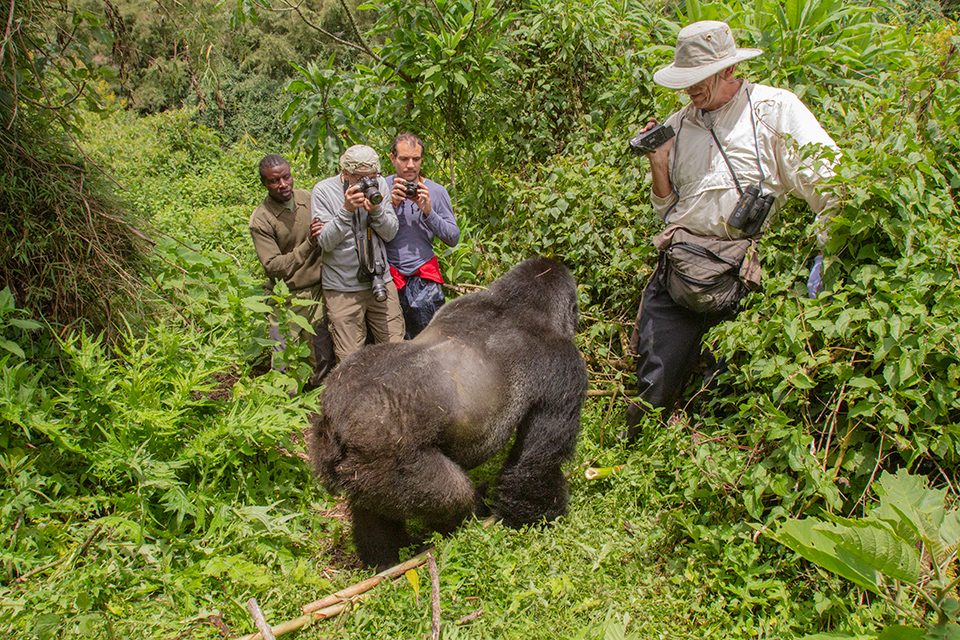 Bruce and silverback