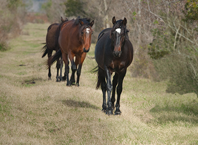 Three Florida Cracker horses in Paynes Prairie Preserve State Park, Micanopi, Florida