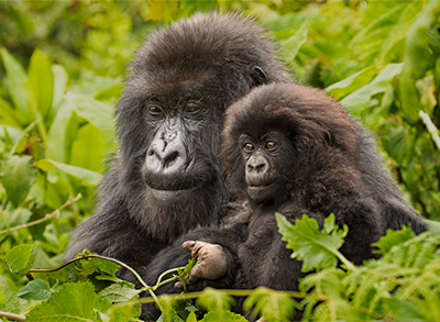 Mother Mountain Gorilla and Baby