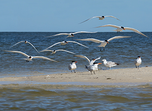 A flock of royal terns landing