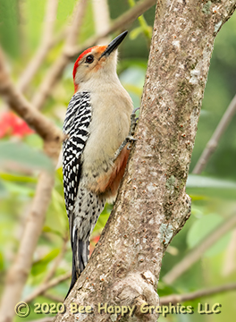 male red-bellied woodpecker