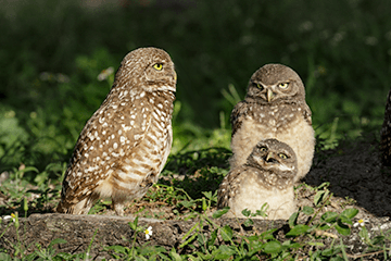 Burrowing owls