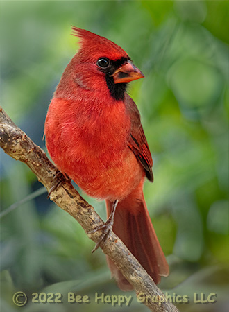 Male Northern Cardinal