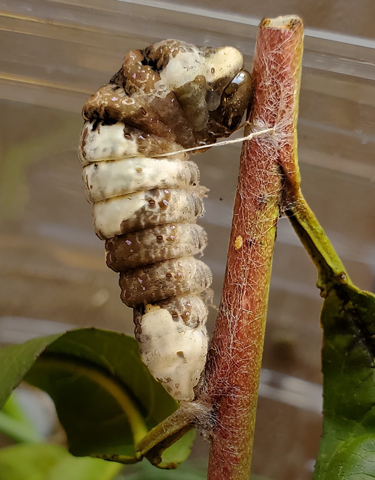 Large Giant Swallowtail caterpillar just beginning to pupate