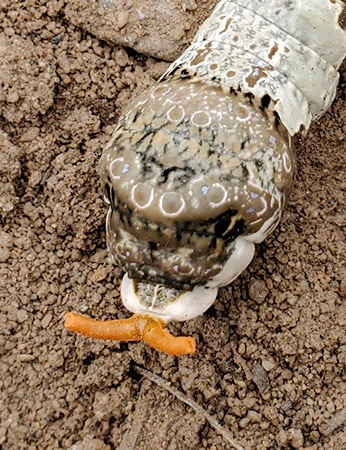 Head of 'mature' Giant Swallowtail larva displaying osmeterium