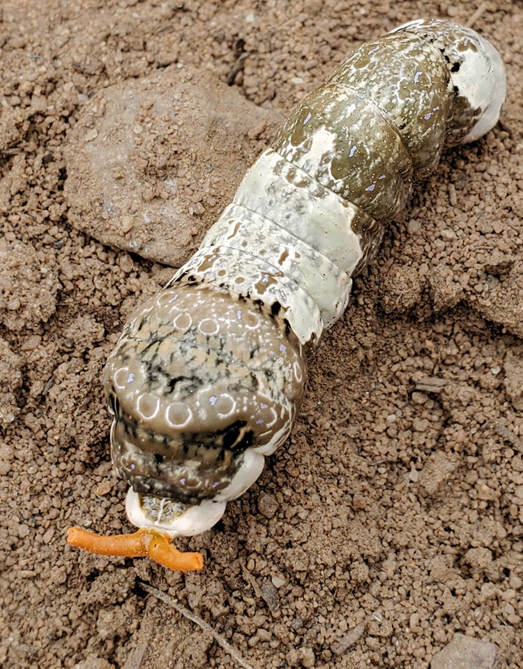 Giant Swallowtail larva showing its osmeterium.