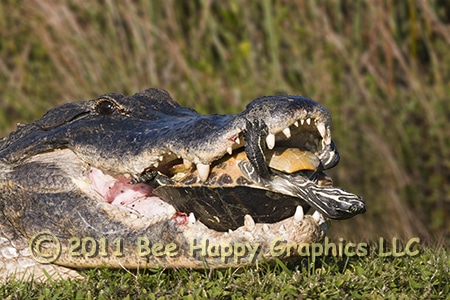 Our image "Alligator with Peninsula Cooter"