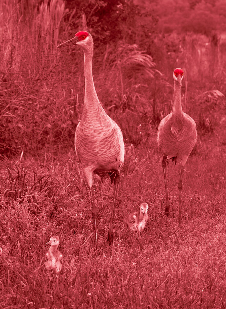 Our "Sandhills On A Stroll" image converted to a reddish monochrome