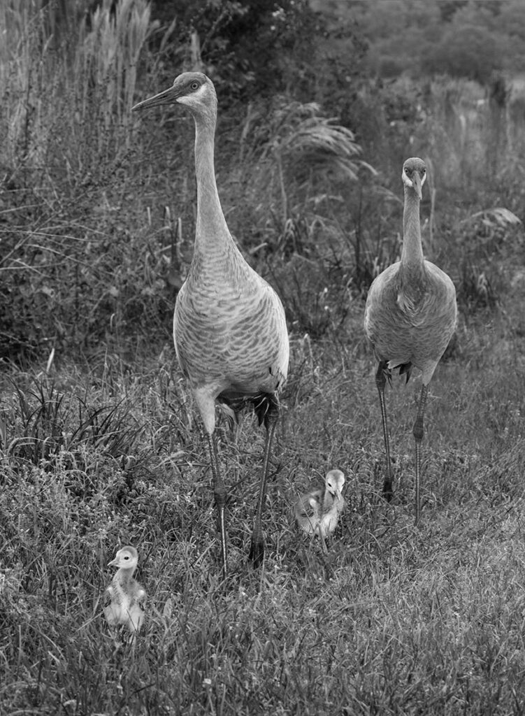 Our "Sandhills On A Stroll" as a black & white image