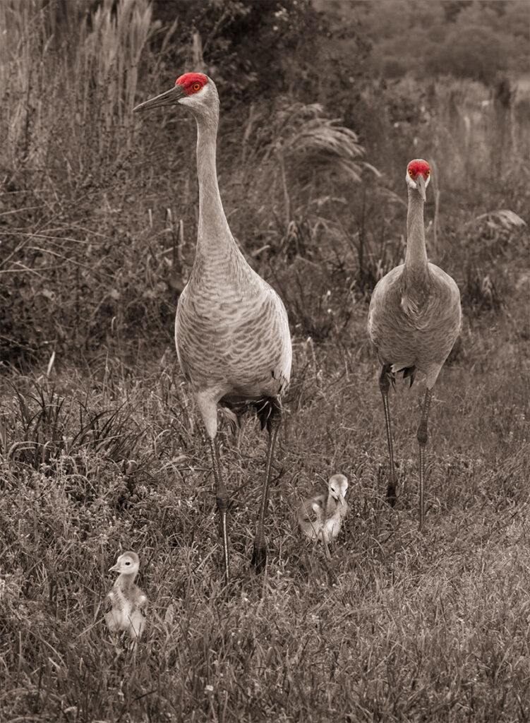 Our "Sandhills On A Stroll" as 'sepia' image with crimson cap