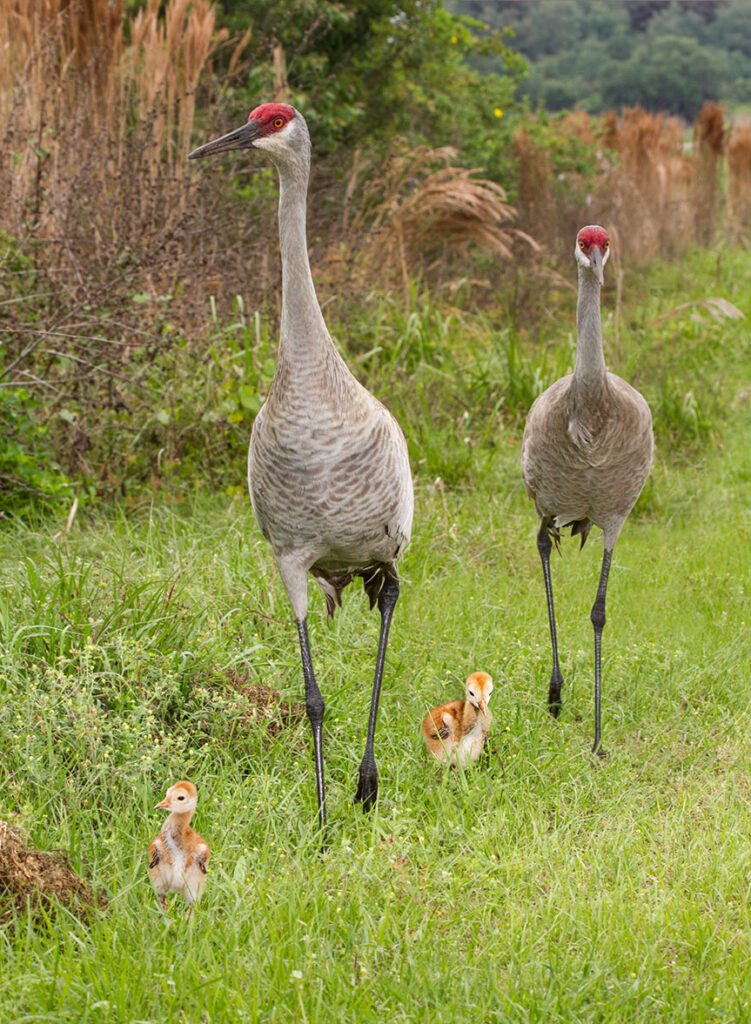 Our "Sandhills On A Stroll" image