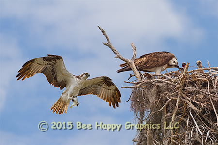 Osprey Family image