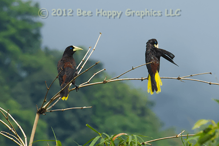 Crested Oropendola