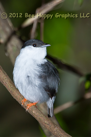 White-bearded Manakin