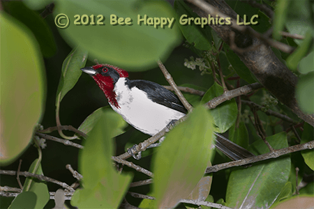 Masked Cardinal