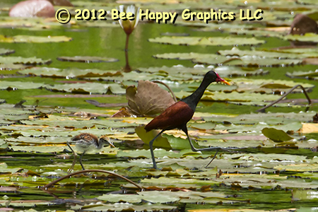 Wattled Jacana