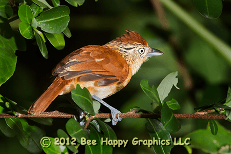 Barred Antshrike Female