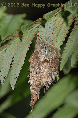 Rufous-breasted Hermit