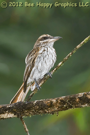 Streaked Flycatcher