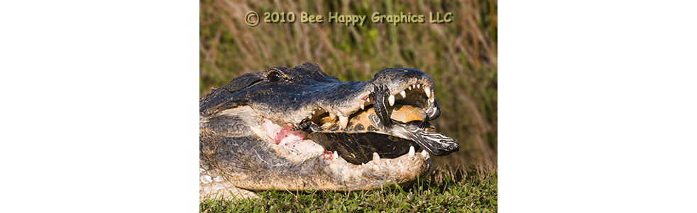 Alligator with Peninsula Cooter