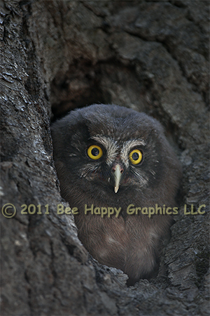 Juvenile Boreal Owl