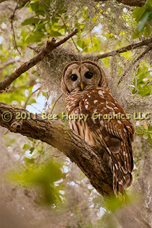 Barred Owl