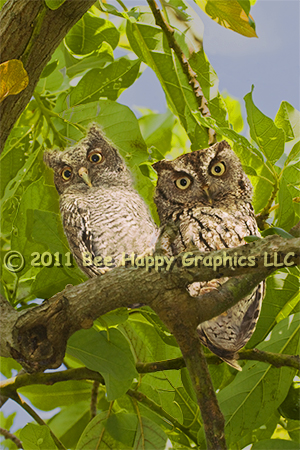 Screech Owls