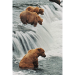 Three Grizzly Bears