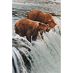 Grizzly Bears and Salmon